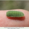 polyommatus thersites larva4 kislovodsk2